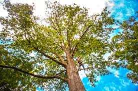 How Our Tree Care Process Works  in  Basalt, CO