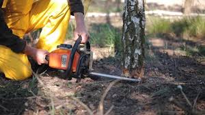 Best Leaf Removal  in Basalt, CO