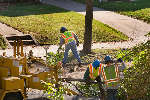 Basalt, CO Tree Removal Company