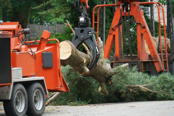 Best Lawn Disease Treatment  in Basalt, CO