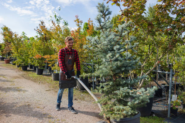 Best Storm Damage Tree Cleanup  in Basalt, CO