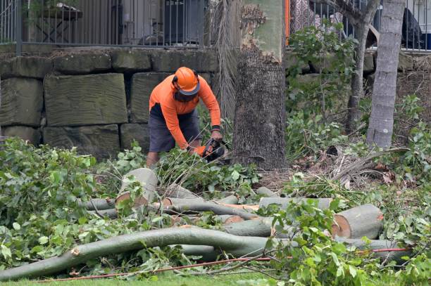 How Our Tree Care Process Works  in  Basalt, CO